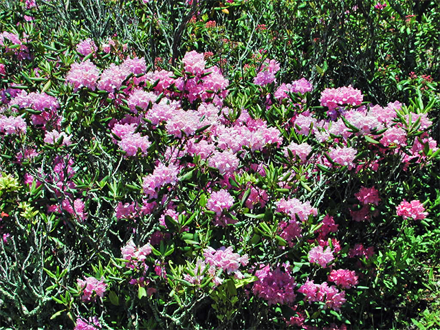 Rhododendrons by Ventures Birding